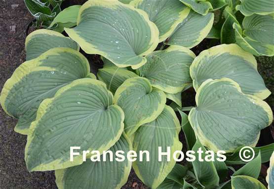 Hosta Amazing Grace